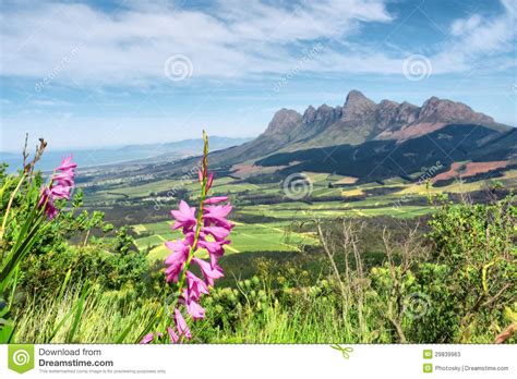 Pink Wild Flowers In Mountains Stock Image Image Of
