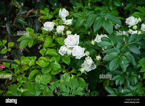 White Rose Flowers Blooming In Garden Stock Photo Alamy