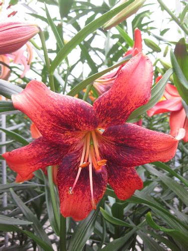 Buy Lily Bulbs Strawberry Event Asiatic Lilies Gold Medal Winning