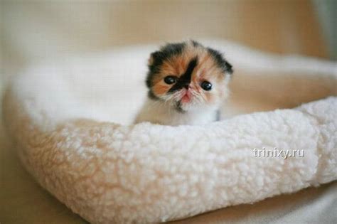 Adorable Tiny Kitten 15 Pics