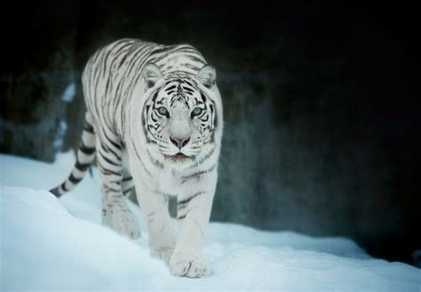 White Tiger In Snow Wallpaperhd Animals Wallpapers4k Wallpapers