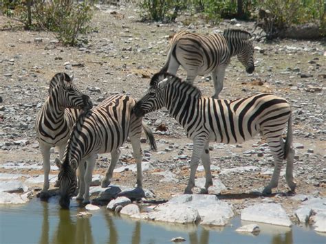 Zebra Drinking Free Photo Download Freeimages