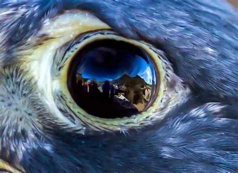 Eye Of The Falcon Shutterbug