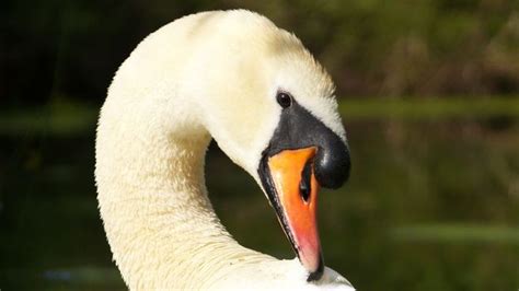 Bbc Earth The Truth About Swans