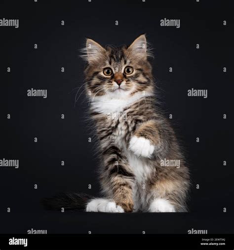 Adorable Black Tabby With White Siberian Cat Kitten Sitting Facing