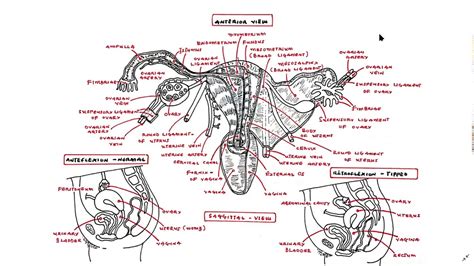 Anatomy Of The Female Reproductive System~uterus Fallopian Tube