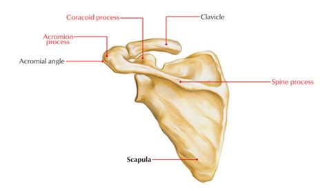 Scapula Shoulder Blade Anatomy Earths Lab