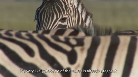 Fshare Doc Nature Nature Great Zebra Exodus 2013 1080p Bluray
