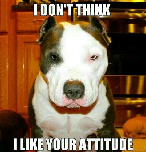 Pitbull Meme American Pitbull Terrier Pitbull Dog I Love Dogs Puppy