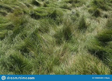 3 Wild Green Meadow Grass On A Bright Sunny Summers Day Background
