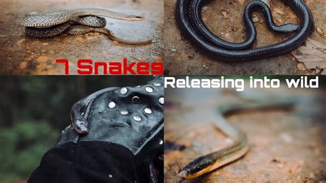 7 Snakes 🐍 Releasing In Jungle Prashant Pp Arson Aakash