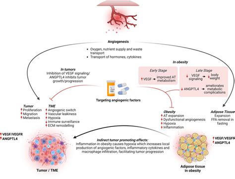 Angiogenesis And Angiogenic Signaling Linking Cancer And Obesity In