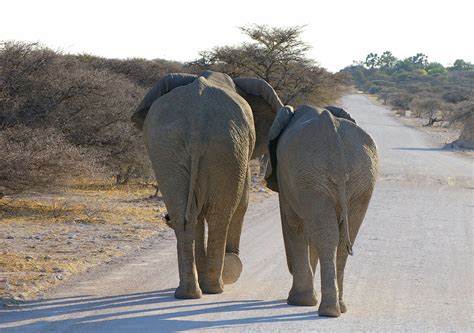 Elephants In Etosha Game Park Namibia Sally Walton Flickr