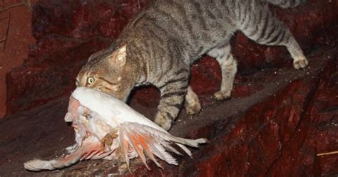 National Inquiry Into Domestic And Feral Cat Impacts On Australias