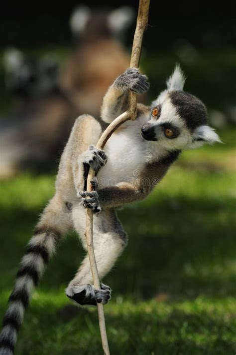 184 Baby Ring Tailed Lemur Branch Madagascar Stock Photos Free