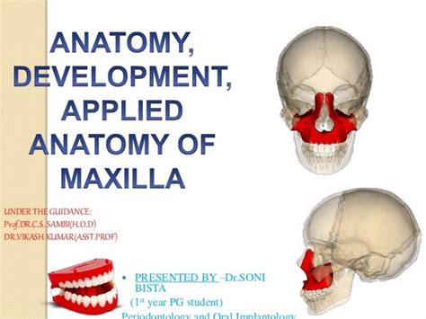 Developmentanatomy And Applied Anatomy Of Maxilla