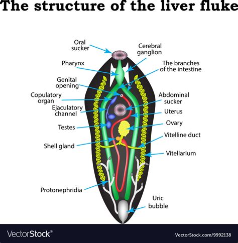 It is dorsoventrally flattened, oval in shape like a leaf and faint brownish in colour. The structure of the liver fluke Infographics Vector Image