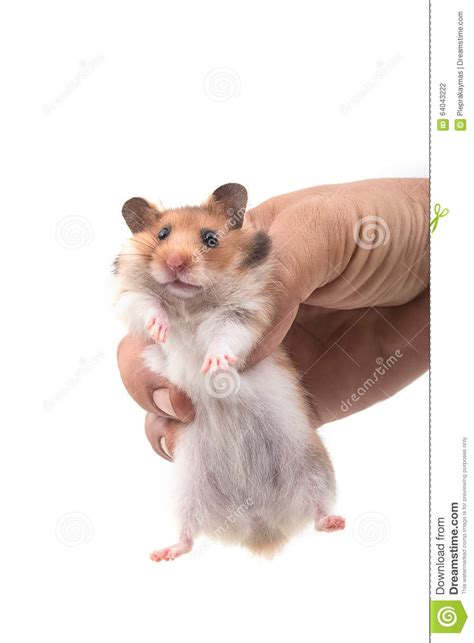 Hamster Syrian Hamster In Hand Stock Photo Image Of Cute Clay