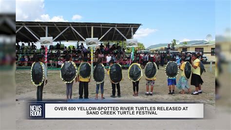 over 600 yellow spotted river turtles released at sand creek turtle festival newsfeed gy