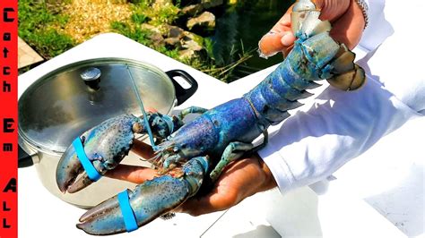 Why Does Blue Lobster Tastes Better 1 In 2 Million Rare Cooking
