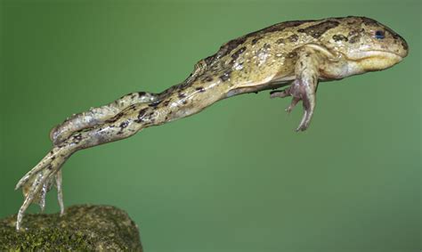 How High Can Toads Jump Amphipedia
