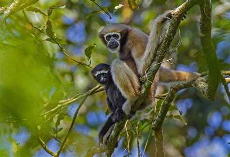 Hoolock Gibbons: Return of the Apes of Northeast India | RoundGlass ...