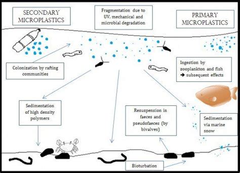 Microplastics Ocean Pollution And Effects On Marine Life Ocean