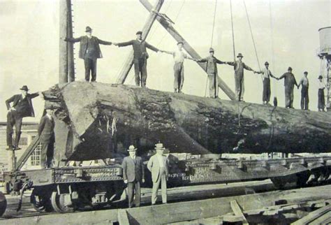 Large Vintage Astoria Oregon Logging Photo Framed