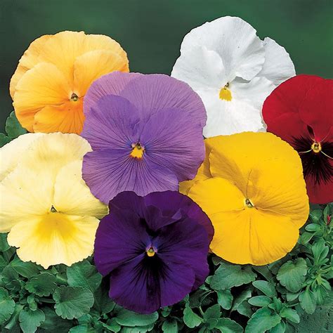 Delta Pure Colors Mix Pansy Seeds Park Seed