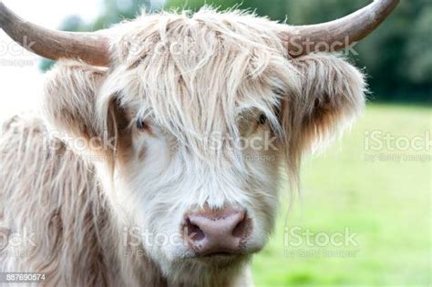Closeup Portrait Of Beautiful Highland Scottish Hairy Creamy Cow Stock