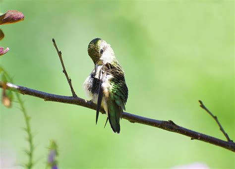 Female Hummingbird Preening Photograph By Kelly Nelson Fine Art America