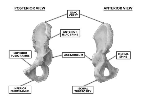 Crossfit Bones Of The Hip And Pelvis