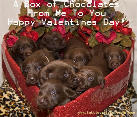 Valentines Day Dogs Wallpapers Wallpaper Cave