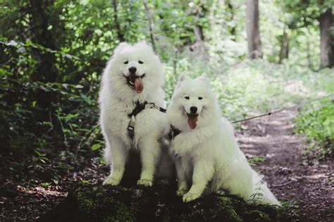 Samoyed Dog Breed Characteristics Pictures Care Tips