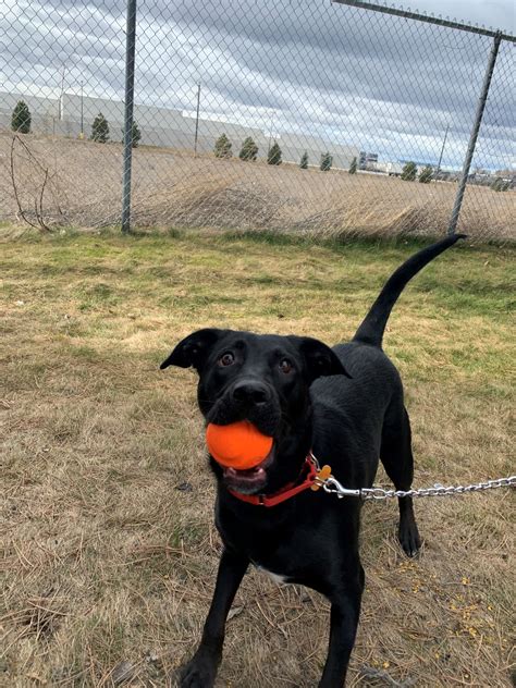 Kitsap Humane Society Happy Tails — Working Dog Fern Is Off To Serve