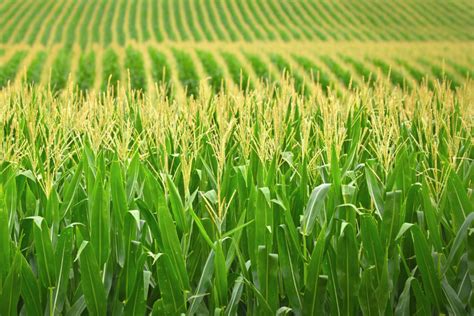 Ukraine Harvests Record Corn Crop 2019 02 19 World Grain