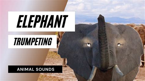 The Animal Sounds 🐘elephant Trumpeting Sound Effect Animation Youtube