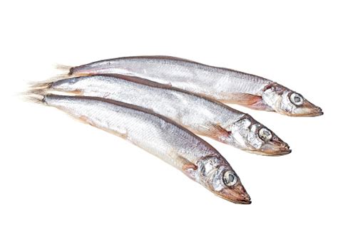 Capelin Fish Isolated On White Background Stock Photo Download Image