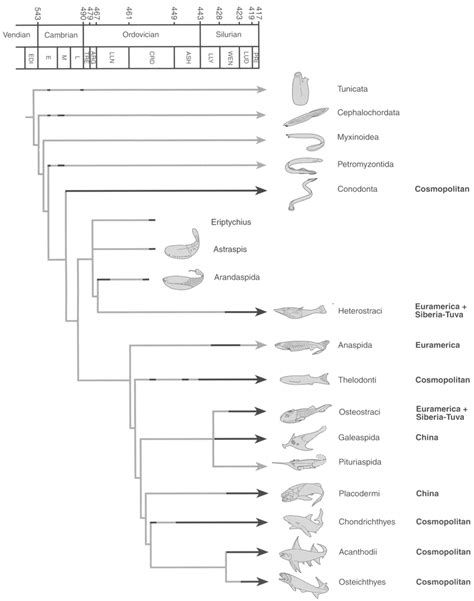 Stratigraphic Distribution And Phylogenetic Relationships Of