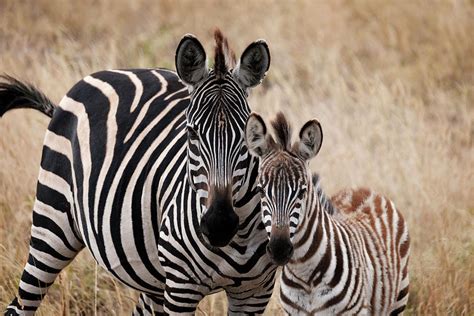 Baby Zebra And Mom