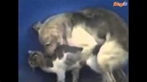 Dog And Cat In A Real Sex Action Funny Animal Video 2015hot Video Youtube
