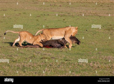Lions And Prey Stock Photo Alamy