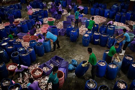 Sea Slaves The Human Misery That Feeds Pets And Livestock The New York Times
