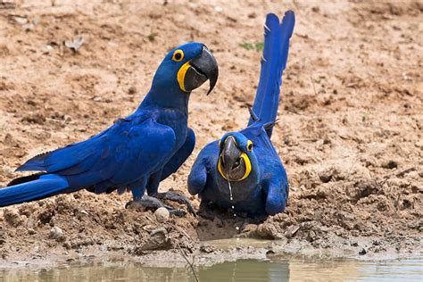 bird guide cavorting around the birding world