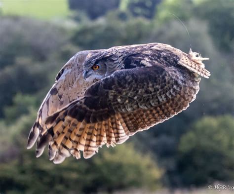 European Eagle Owl Hgr Flickr