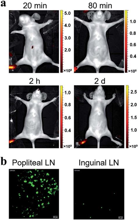 A In Vivo Fluorescence Imaging Of Mice N For Min Download Scientific
