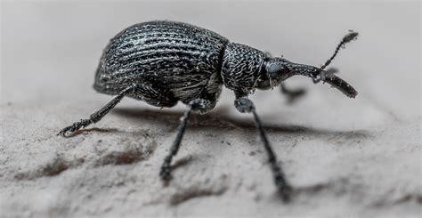 Check spelling or type a new query. How to Remove Weevils from Your Bedroom?