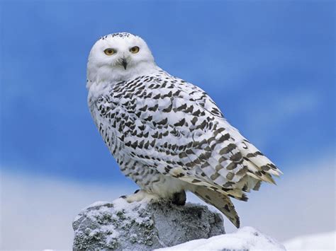 Snowy Owl Perched Wallpaper Free Hd Owl Downloads