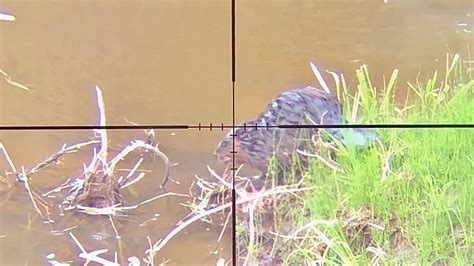 Beaver Hunt With 22lr Scope Cam POV Mag Dumped YouTube