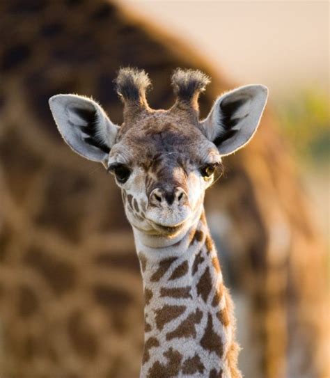 Photo Baby Giraffe Cute Baby Giraffe — Stock Photo